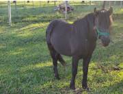 VENDO PONY MACHO, COJUDO, MONTADO.