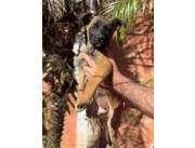 PASTOR BELGA MALINOIS