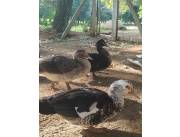 VENDO PATOS, CAZAL A RETIRAR ZONA AREGUA ISLA VALLE