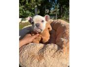 Bulldog francés