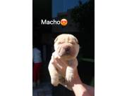 SHARPEI HEMBRAS Y MACHOS