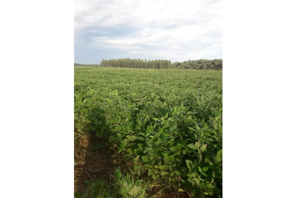 VENDO CAMPO PRODUCTIVO EN SAN JUAN NEPOMUCENO — foto 2