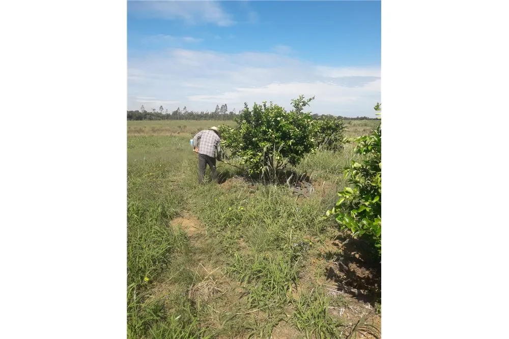 VENDO CAMPO PRODUCTIVO EN SAN JUAN NEPOMUCENO — foto 3