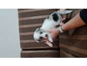 Cachorros Border Collies