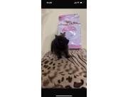 Gatitos Persa