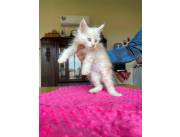Gato Maine coom
