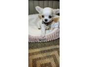 Chihuahua Pelo Largo Macho