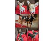 Pinscher machos