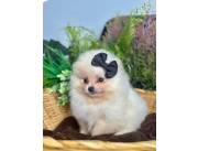 POMERANIA MINI HEMBRA