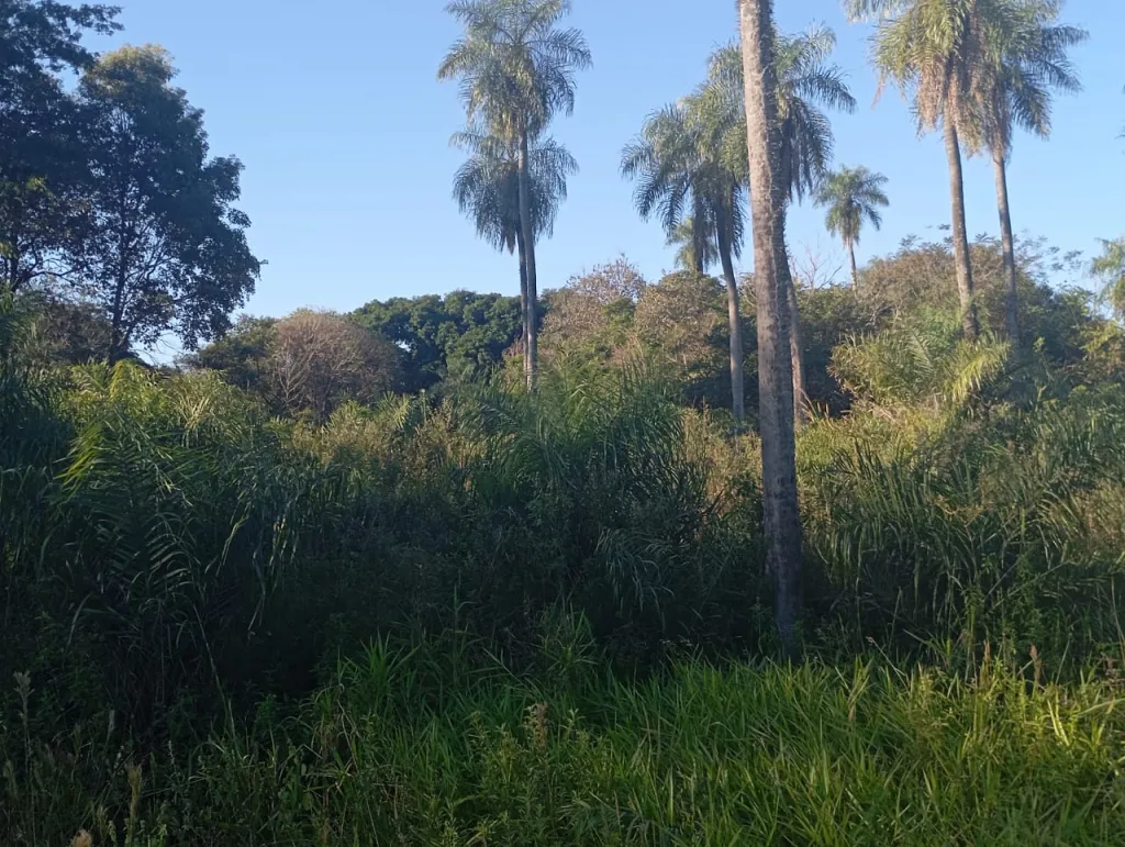 Oportunidad única: 6 terrenos juntos en Pindolo, Areguá — foto 2