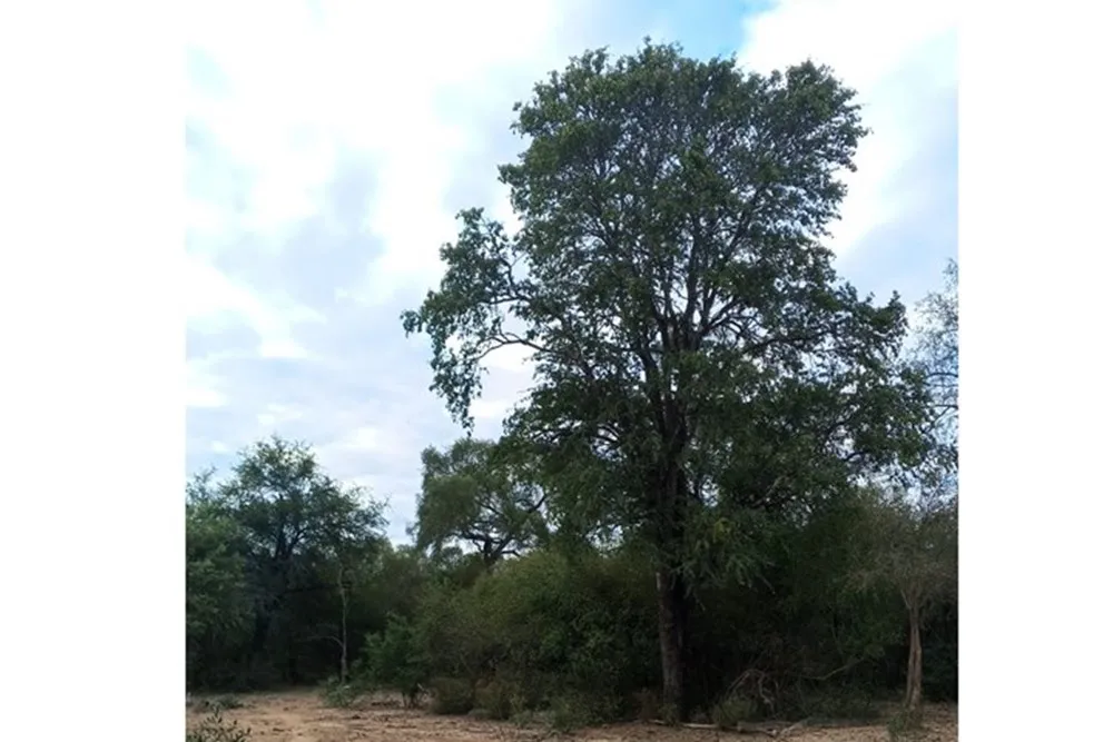 Venta de campo virgen de 500 ha zona Pirizal — foto 2