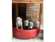Weimaraner ✨️