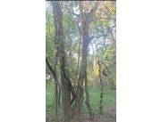 VENDO TERRENO - LAS CUMBRES, SAN BERNARDINO