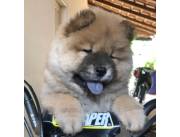 CHOW CHOW