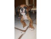 BOXER CACHORRO
