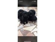 LABRADOR / LABRADORES NEGROS
