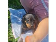 Cachorros TECKEL (SALCHICHA) !!