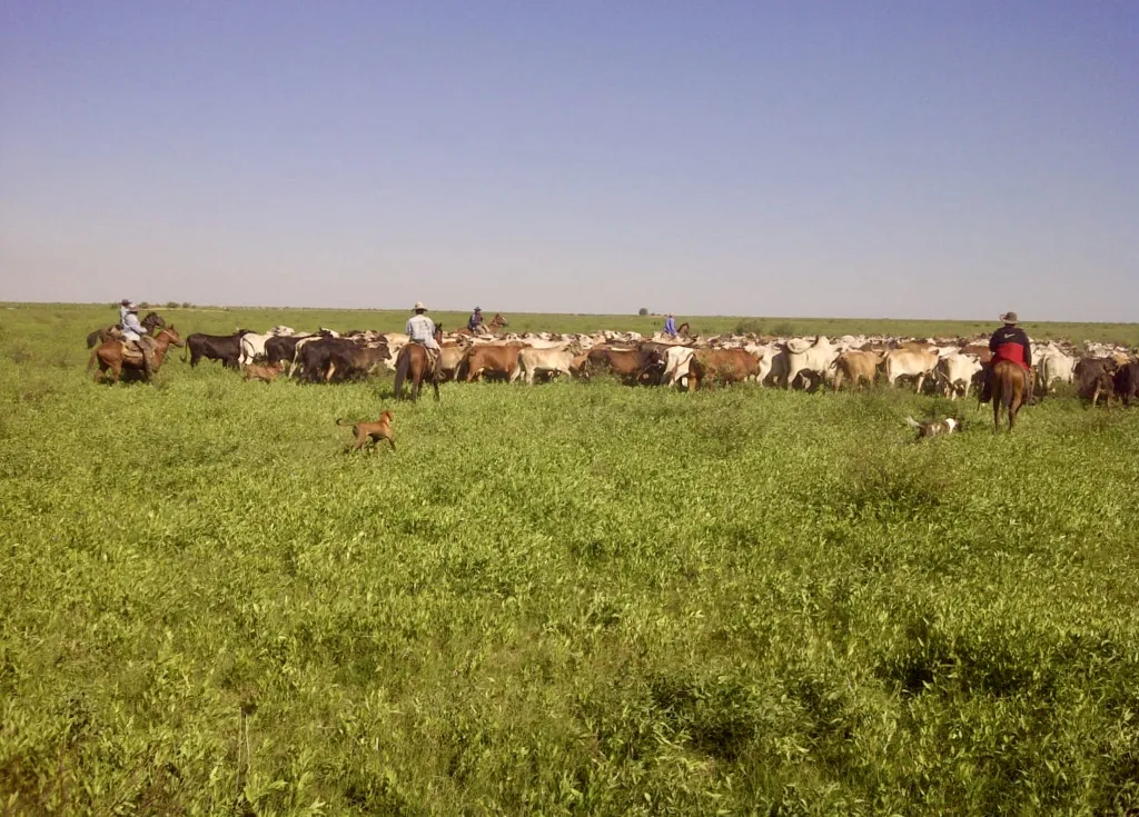 Campo Ganadero en Teniente Martinez - 921 Ha. — foto 2