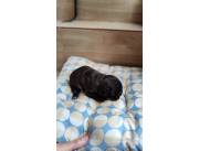 BULLDOG FRANCES MACHO