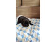 BULLDOG FRANCES HEMBRA