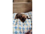 BULLDOG FRANCES HEMBRA FAWN