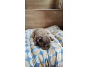 BULLDOG FRANCES HEMBRA BLUE MERLE