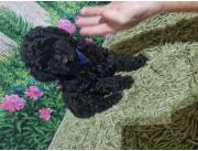 Caniche Poodle Toy Negro