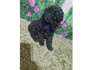 Cachorro caniche Poodle