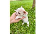 BULLDOG FRANCES EXOTICO