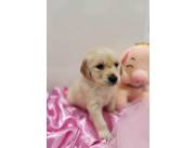 GOLDEN RETRIEVER HEMBRA Y MACHO