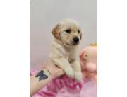 GOLDEN RETRIEVER HEMBRA
