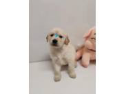 GOLDEN RETRIEVER MACHO