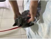 Gatos Azul Ruso