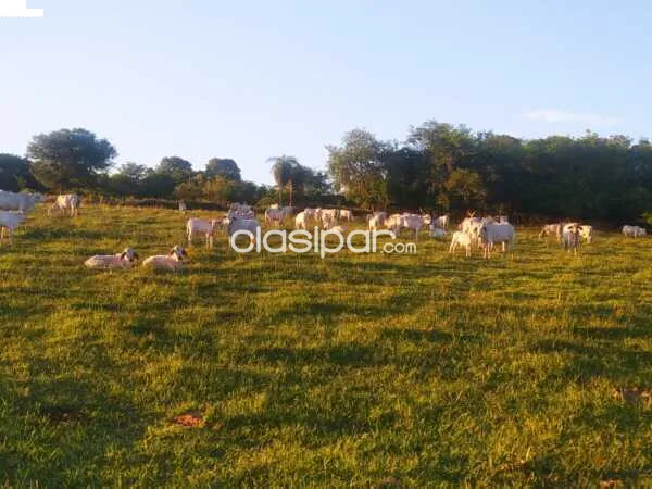 VENTA DE PROPIEDAD RURAL EN QUIINDY — foto 2