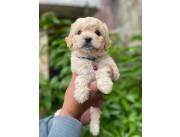 Cachorros Caniche Toy