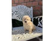 Cachorros Caniche Toy