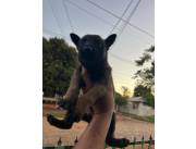 Pastor belga malinois machos