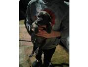 Cane corso italianos machos y hembras