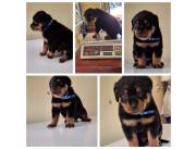 Rotweiler machos