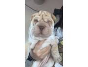 SHARPEI