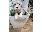 SCHNAUZER