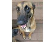 Pastores Belgas Malinois