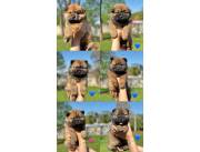 Chows chows raza pura🐶