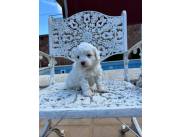 Cachorros Caniche Toy Blanco