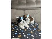 Cachorros Shih Tzu