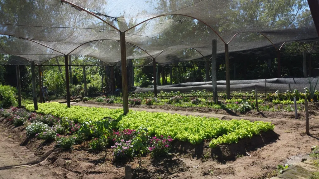 EN VENTA GRANJA DE HORTICULTURA ORGANICA — foto 2