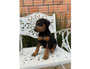 Cachorros Dóberman