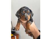 Cachorros Teckel Arlequín