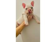 Cachorros Bulldog Fránces Blanco