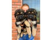 Cachorros Pastor Alemán Pelo Largo